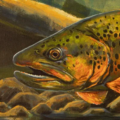 Brown Trout - Elusive Gold, detail view 1