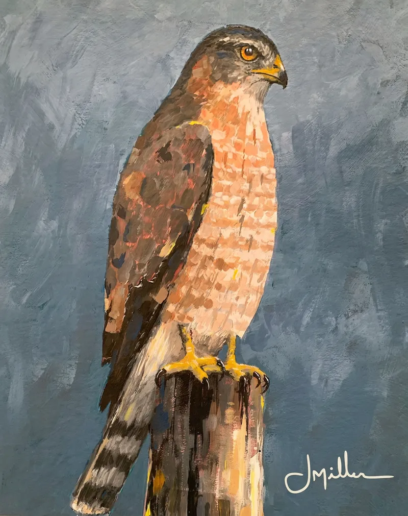 Cooper's Hawk (working title), painting by Jeff Miller