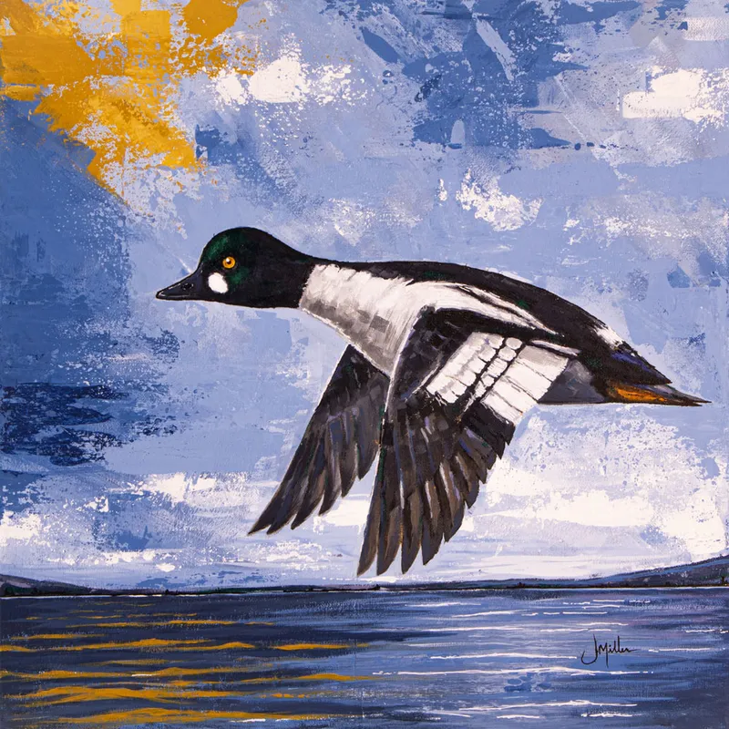 Goldeneye Drake, painting by Jeff Miller